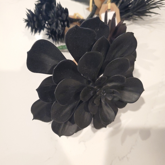 Set of 5 Black Suculants - Picture 6 of 6